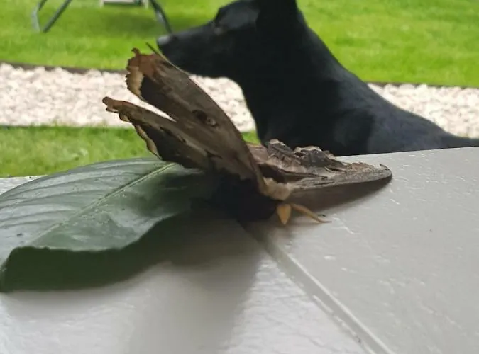 Platani Resort Vendégház 2*