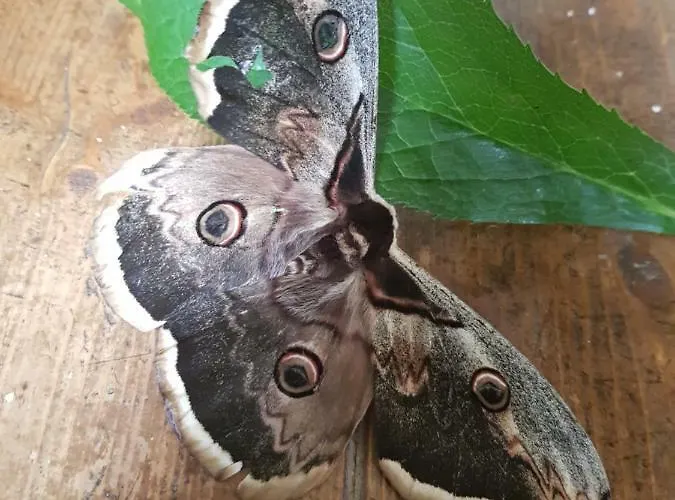 Vendégház Platani Resort Caprino Veronese