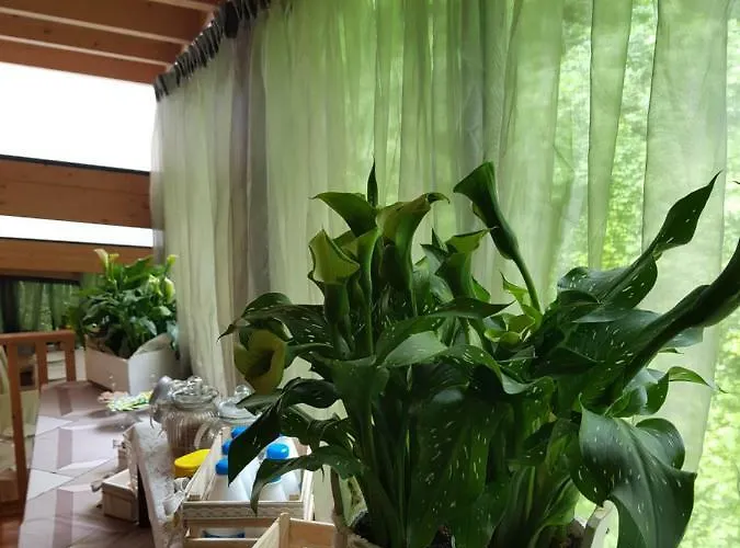 Platani Resort 招待所