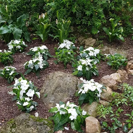 Platani Resort 2* 카프리노 베로네세