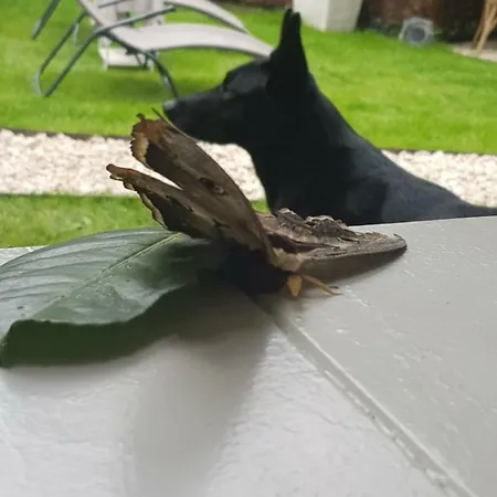 Platani Resort 게스트하우스 2*